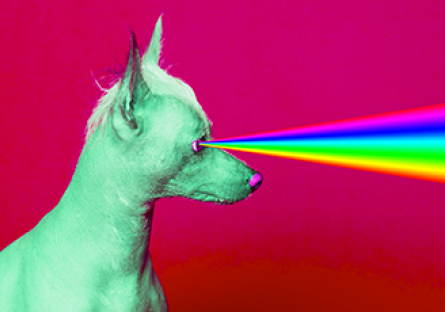 green dog with rainbow laser vision