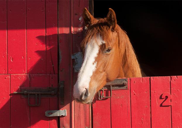 horse looking in a red barn peering over a split door